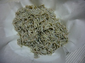 いかなごの釜揚げ