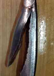 みんなが作ってる さんま さばき方のレシピ クックパッド 簡単おいしいみんなのレシピが364万品