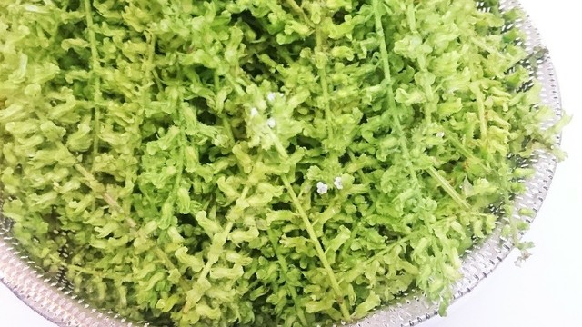 しその実 基本のあく抜き レシピ 作り方 By Fumassyi クックパッド 簡単おいしいみんなのレシピが351万品 しその実 基本のあく抜き レシピ 作り方 By Fumassyi クックパッド 簡単おいしいみんなのレシピが351万品