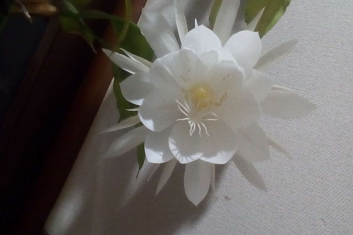 月下美人ポン酢かけ レシピ 作り方 By タカくんママ クックパッド 簡単おいしいみんなのレシピが379万品