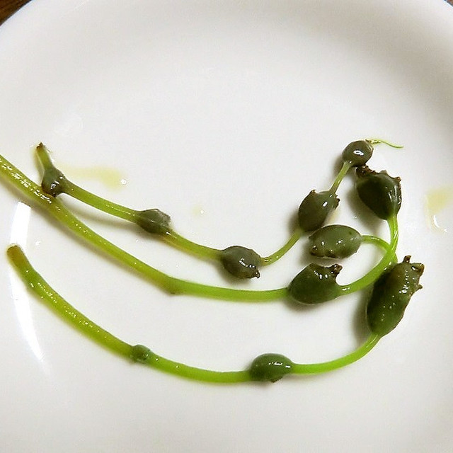 みずの実の浅漬け風 レシピ 作り方 By 小世界 クックパッド 簡単おいしいみんなのレシピが360万品