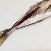アジフライ下ごしらえの写真