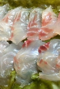 美川天然真鯛で昆布締めの作り方