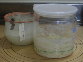 自家製ヨーグルト酵母~元種つくりまで
