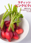 ラディッシュ　ピンクピクルス