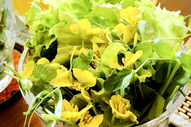 菜の花 の花のサラダ レシピ 作り方 By シシュポス クックパッド 簡単おいしいみんなのレシピが355万品