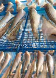 みんなが作ってる はたはた 一夜干しのレシピ クックパッド 簡単おいしいみんなのレシピが364万品