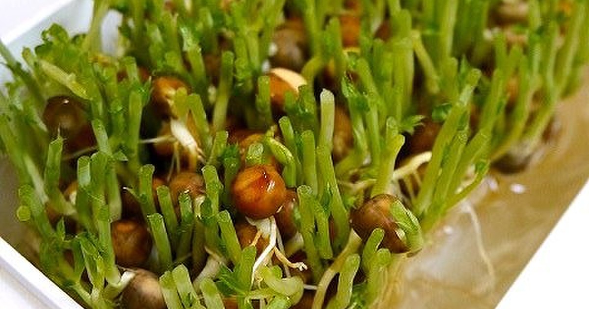 簡単 豆苗の切り方 育て方 レシピ 作り方 By だんどり亭 クックパッド 簡単おいしいみんなのレシピが361万品