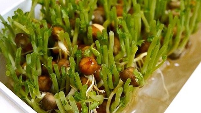Apictnyoh707p 印刷 豆苗 切り方 あさイチ 豆苗 切り方 あさイチ Apictnyoh707p 印刷 豆苗 切り方 あさイチ 豆苗 切り方 あさイチ