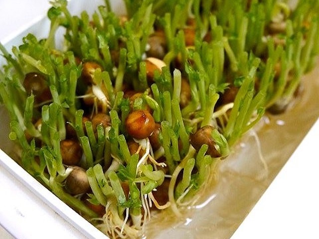簡単 豆苗の切り方 育て方 レシピ 作り方 By だんどり亭 クックパッド 簡単おいしいみんなのレシピが351万品