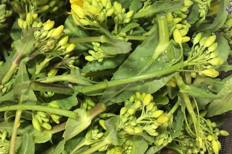 無農薬野菜の菜の花 下処理方法 レシピ 作り方 By わー 山の農女 クックパッド 簡単おいしいみんなのレシピが361万品