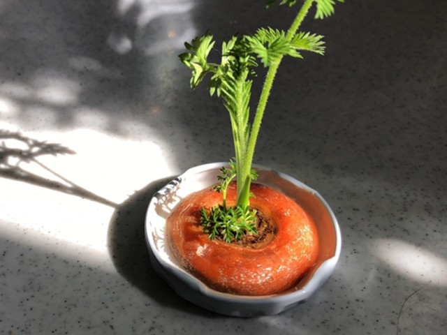 裏技 にんじんのヘタでリボベジ レシピ 作り方 By ニャン美とニャン吉 クックパッド 簡単おいしいみんなのレシピが357万品