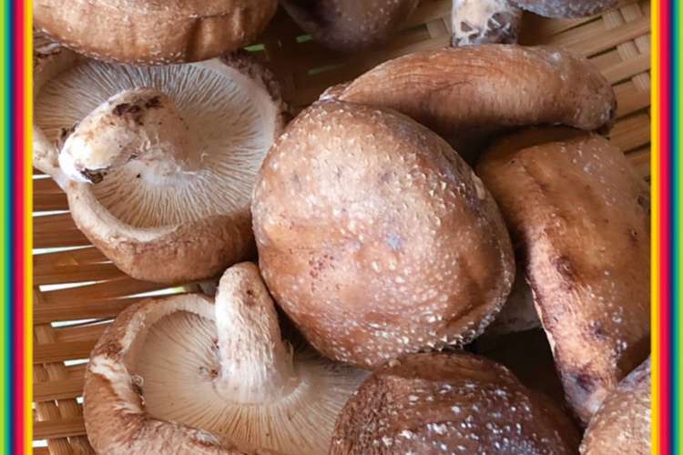 生椎茸の冷凍保存 O O レシピ 作り方 By もぐもぐ人 クックパッド 簡単おいしいみんなのレシピが359万品