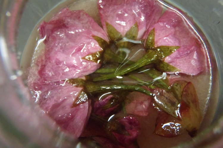 豆腐パックを使って漬ける 少しの桜塩漬け レシピ 作り方 By 夢遊草 クックパッド 簡単おいしいみんなのレシピが360万品