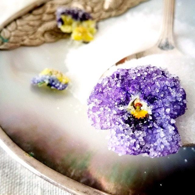 すみれの花の砂糖漬け レシピ 作り方 By Sophia Kam クックパッド 簡単おいしいみんなのレシピが378万品