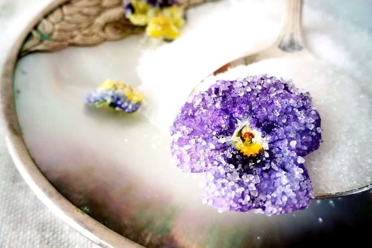 すみれの花の砂糖漬け レシピ 作り方 By Sophia Kam クックパッド 簡単おいしいみんなのレシピが351万品