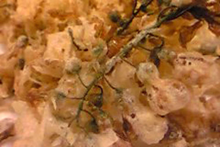 期間限定 アカシアの天ぷら レシピ 作り方 By Boricco クックパッド 簡単おいしいみんなのレシピが357万品