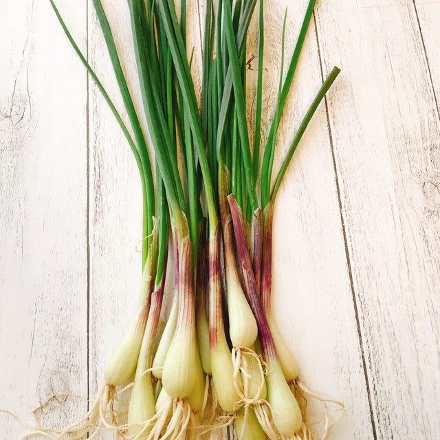 島らっきょうの下処理方法 レシピ 作り方 By めぐみの郷 クックパッド