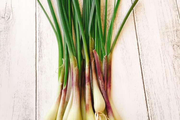 島らっきょうの下処理方法 レシピ 作り方 By めぐみの郷 クックパッド 簡単おいしいみんなのレシピが358万品