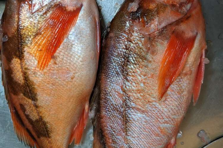 簡単 魚のうろこの取り方 レシピ 作り方 By 15kami15 クックパッド 簡単おいしいみんなのレシピが360万品