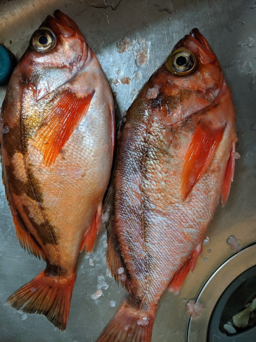 魚 ウロコ 取り | うろこがきれいな魚 _ 魚のうろこの取り方 – RAKRK
