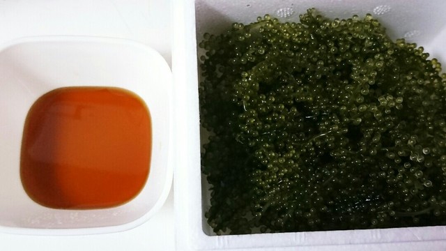 海ぶどうのタレ レシピ 作り方 By 食いしん坊でぶ クックパッド 簡単おいしいみんなのレシピが379万品