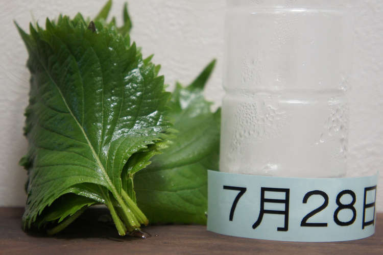 大葉の保存方法 レシピ 作り方 By おでのおでん クックパッド 簡単おいしいみんなのレシピが359万品