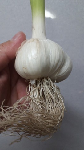 生ニンニクを手軽においしく
