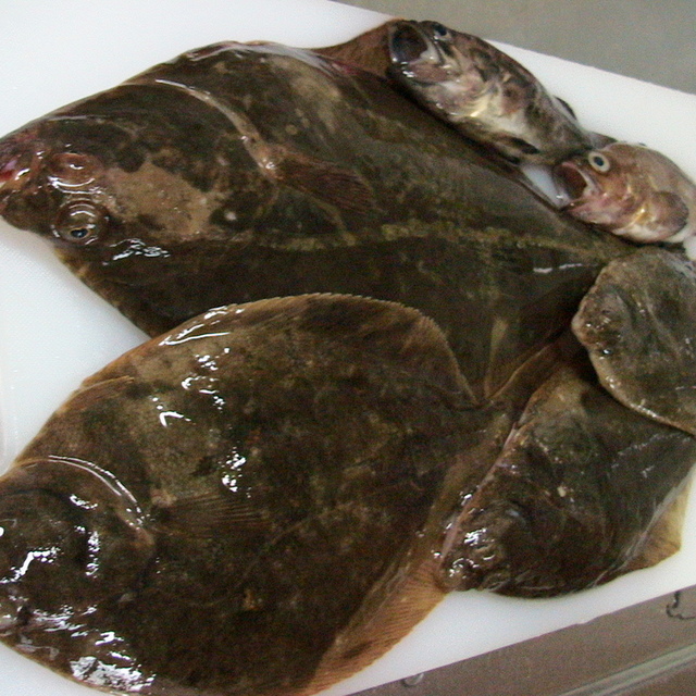 お魚の下ごしらえ カレイ レシピ 作り方 By Nechi33 クックパッド 簡単おいしいみんなのレシピが375万品