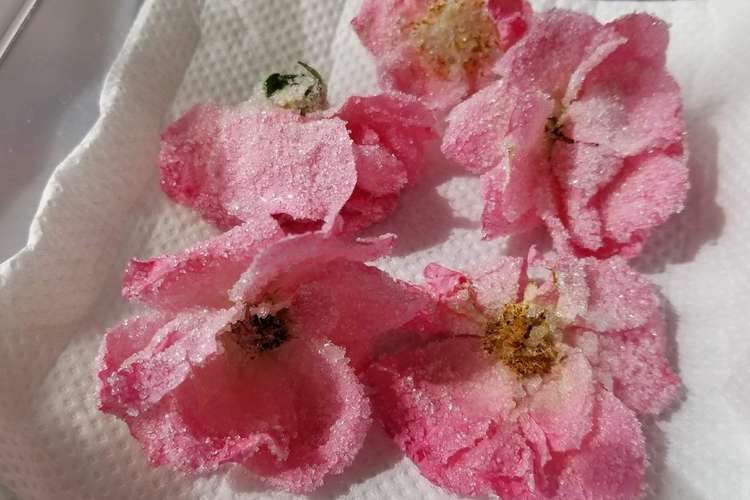 身近な花で作る宝石 お花の砂糖漬け レシピ 作り方 By 世界の台所探検家 クックパッド