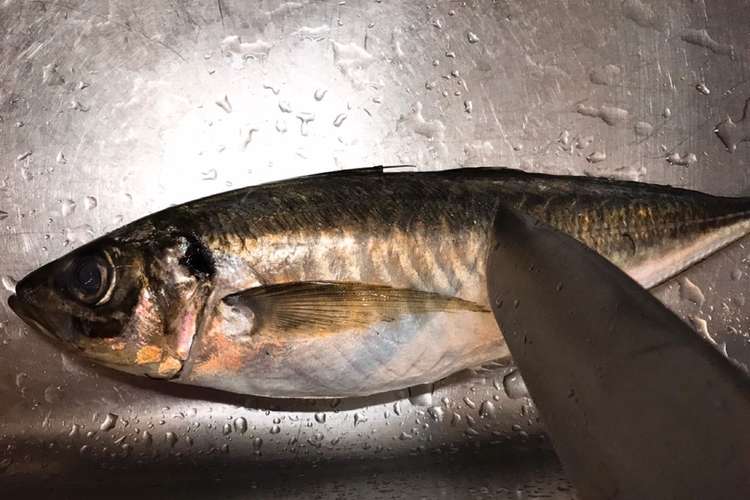 美味しいアジの捌き方 見分け方 レシピ 作り方 By このみちょ クックパッド 簡単おいしいみんなのレシピが366万品