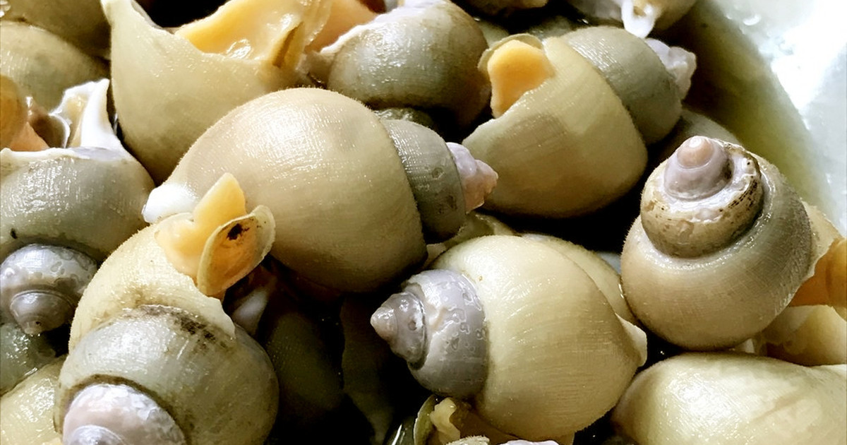 夏の味 白バイ貝の煮付け レシピ 作り方 By Mamychoco クックパッド 簡単おいしいみんなのレシピが356万品