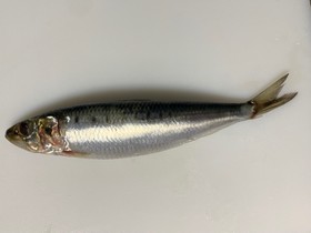 【基本】魚の捌き方(ウロコについて)47
