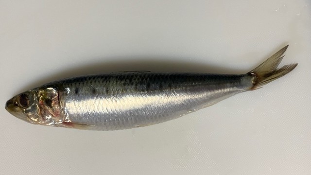 基本 魚の捌き方 ウロコについて 52 レシピ 作り方 By 料理愛好家五郎左衛門 クックパッド