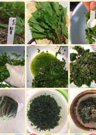 みんなの 間引き菜 かぶ レシピが29品 クックパッド