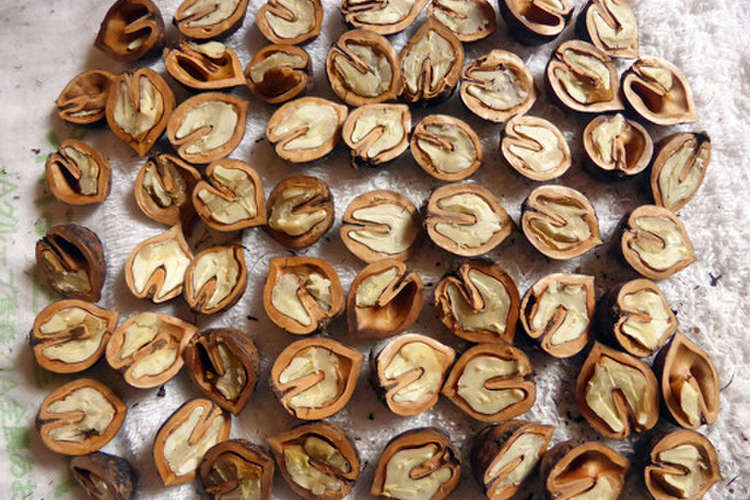 くるみの殻の割り方 レシピ 作り方 By 北国の自然農畑 クックパッド 簡単おいしいみんなのレシピが367万品