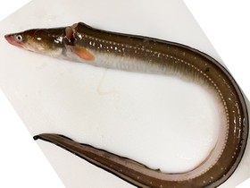 【簡単】誰でも出来るアナゴの捌き方