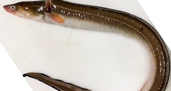 簡単 誰でも出来るアナゴの捌き方 レシピ 作り方 By ファットマン小川 クックパッド 簡単おいしいみんなのレシピが372万品