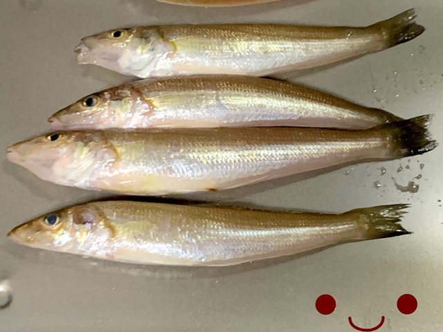 基本 キスの背開き 天ぷら用 レシピ 作り方 By ファットマン小川 クックパッド 簡単おいしいみんなのレシピが358万品