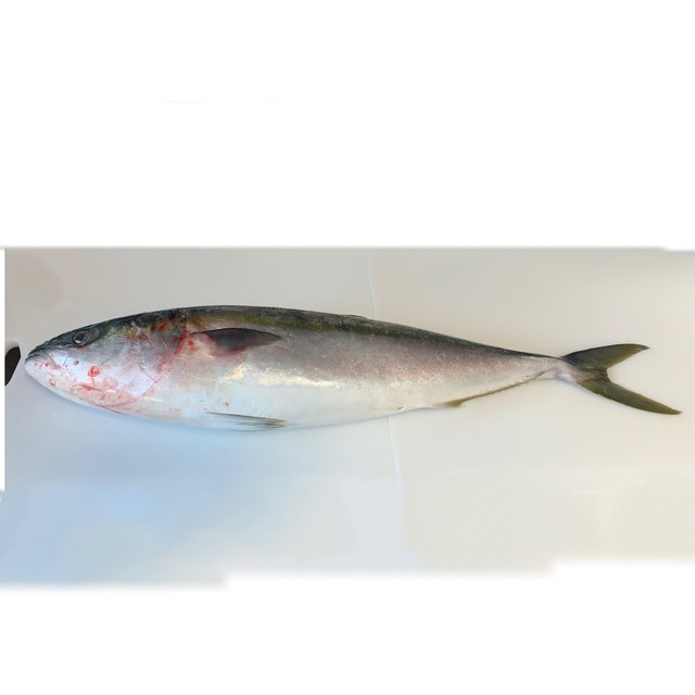 基本 ブリの捌き方 三枚おろし レシピ 作り方 By ファットマン小川 クックパッド 簡単おいしいみんなのレシピが361万品