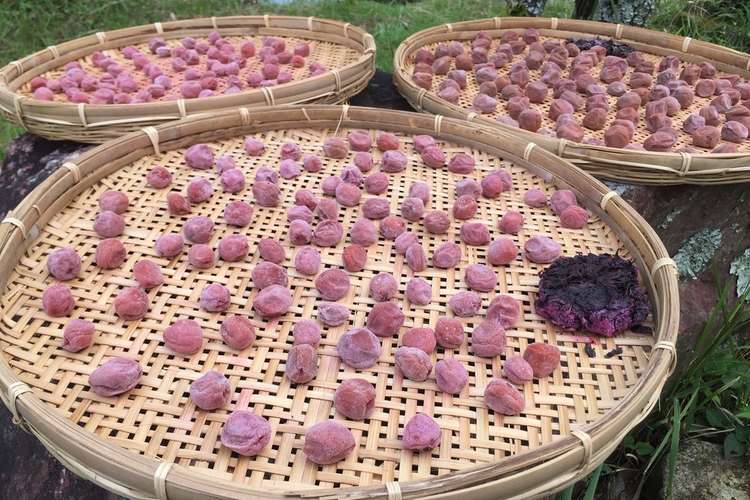 青梅の梅干し レシピ 作り方 By さわやんこ クックパッド 簡単おいしいみんなのレシピが358万品