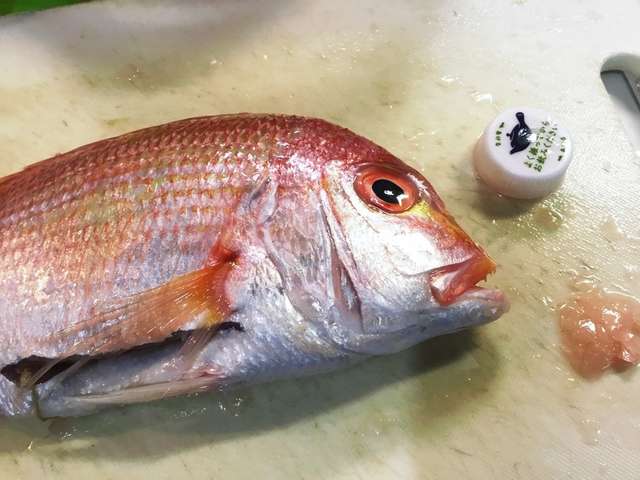 ユニーク魚 ウロコ 取り すべての魚の画像