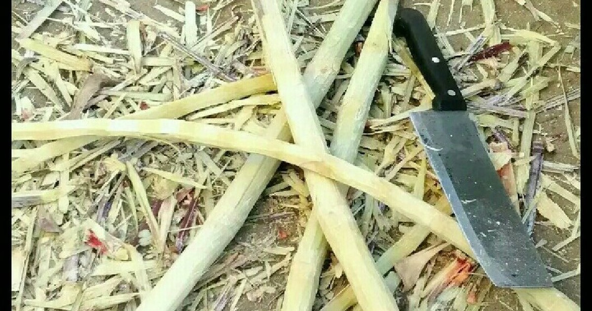 黒糖の作り方 家でもサトウキビから レシピ 作り方 By たんでぃがたんでぃー クックパッド 簡単おいしいみんなのレシピが353万品