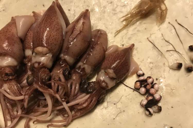 ホタルイカ ボイル の下処理 造り方 レシピ 作り方 By 畔上の台所 クックパッド 簡単おいしいみんなのレシピが366万品