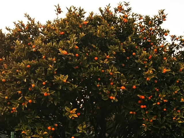 簡単な金柑の種の取り方 レシピ 作り方 By マイのご飯です クックパッド 簡単おいしいみんなのレシピが361万品