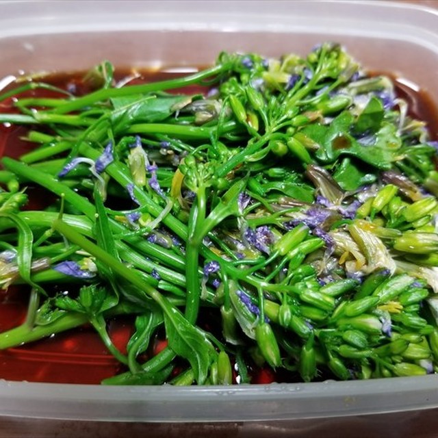 ハマダイコンの花のダシつゆ漬け レシピ 作り方 By 福井のおじじ クックパッド 簡単おいしいみんなのレシピが354万品