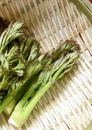 みんなが作ってる たらの芽 保存のレシピ クックパッド 簡単おいしいみんなのレシピが360万品