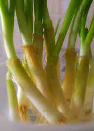 みんなが作ってる ねぎ 根っこのレシピ クックパッド 簡単おいしいみんなのレシピが357万品