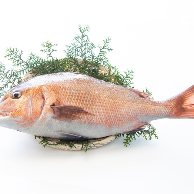 無料でダウンロード タイ さばき方 7222 鯛 捌き方 煮付け