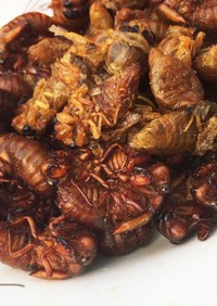 中国山東省伝統料理「セミ蝉の素揚げ」